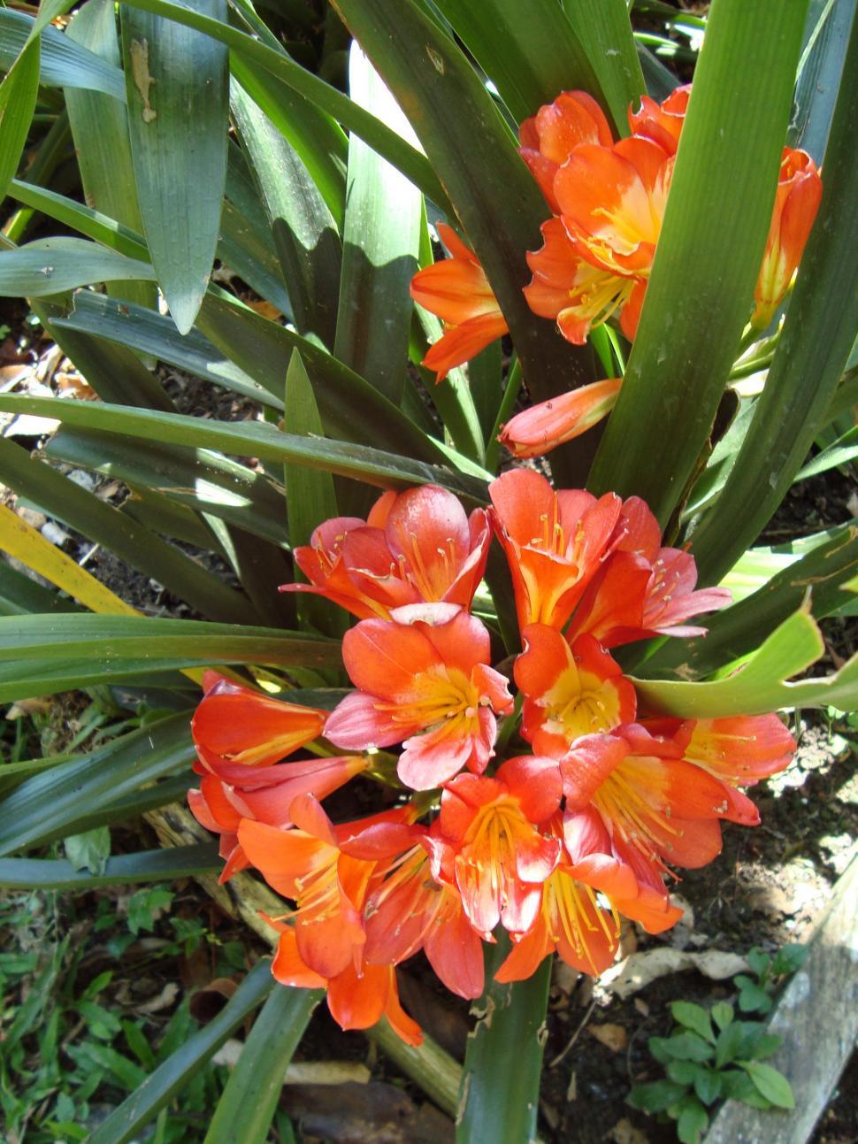 Free Image of Begonia 