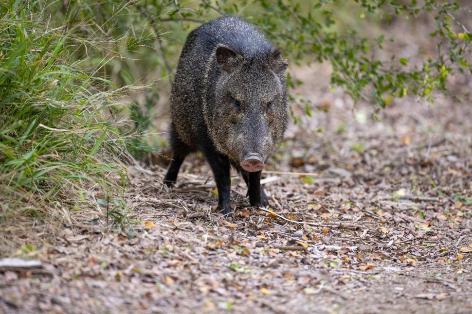Free Image of Wild peccary walking in forested area with leaf litter. 