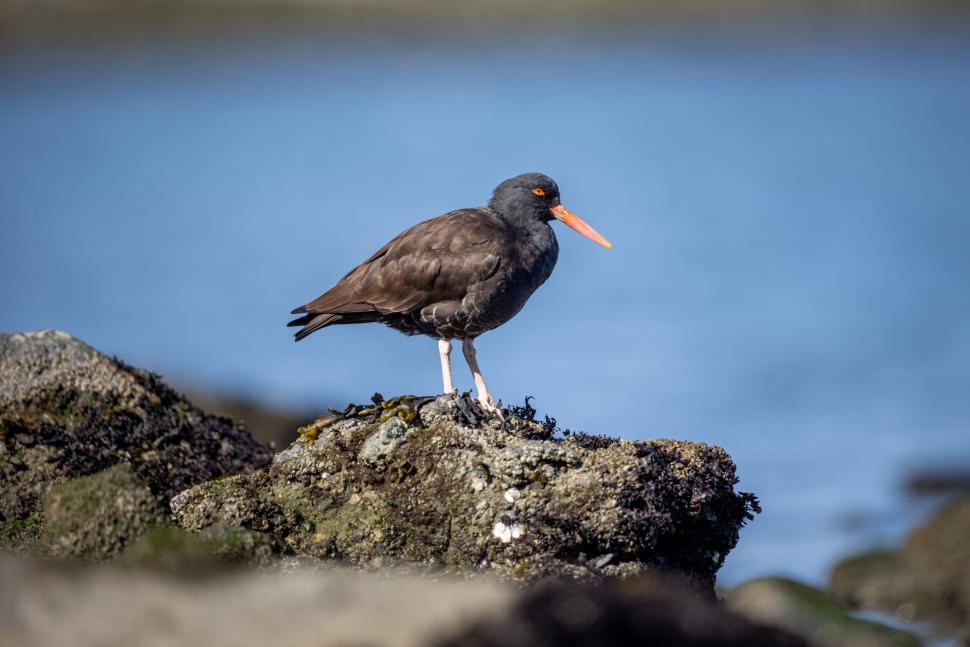 Free Image of Black oystercatcher standing on a rocky shoreline. 