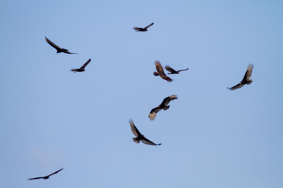 Free Image of Flock of birds flying in a clear blue sky. 