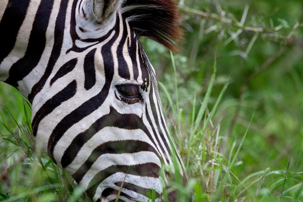 Free Image of Zebra grazing in the lush green grass. 