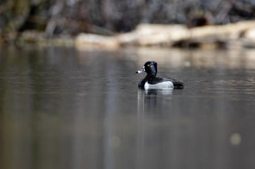 Free Image of Duck floating calmly on the serene water surface. 