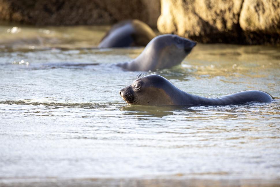 Free Image of Two Seals Swimming in Ocean Water Near Rocky Shoreline 
