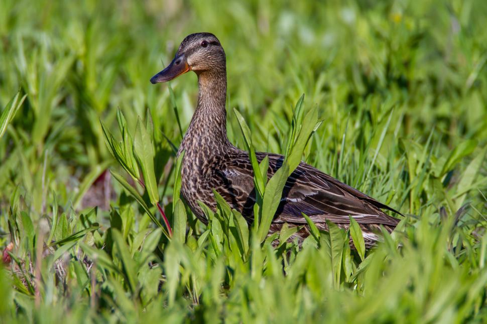 Free Image of Duck standing in a grassy field looking sideways. 