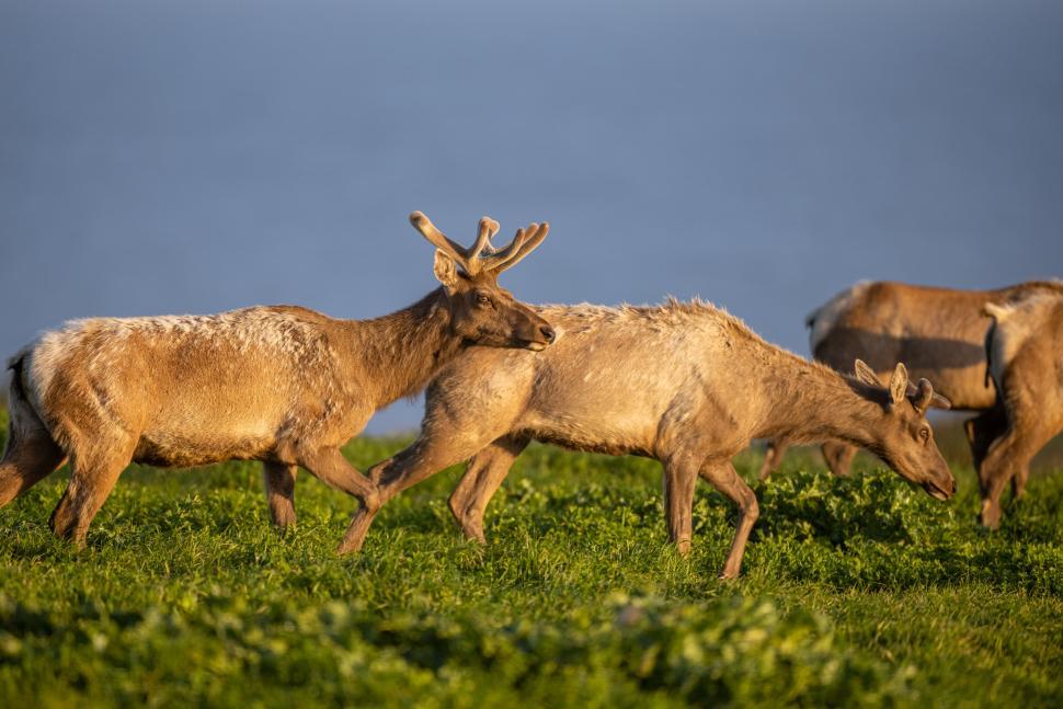 Free Image of Herd of elk grazing with a stunning scenic backdrop. 