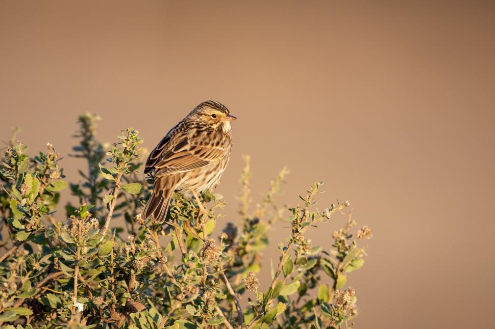 Free Image of Small bird perched on a bush in golden light. 