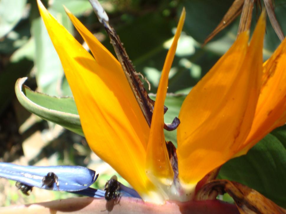 Free Image of Yellow flower 