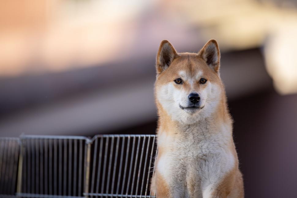 Free Image of Shiba Inu dog sitting calmly with a blurred background. 