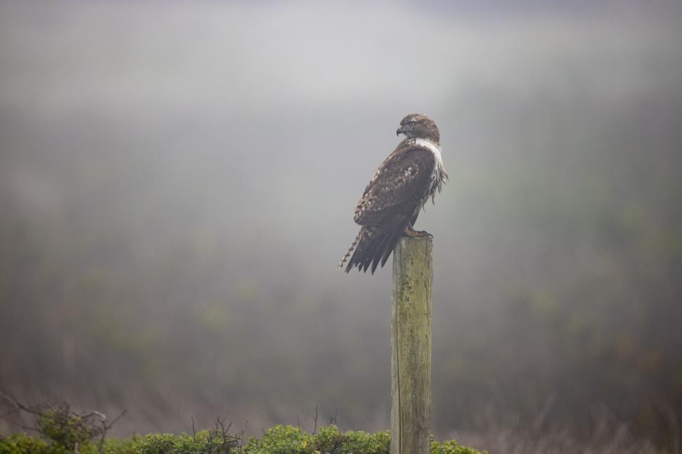 Free Image of Osprey perched on a post in a misty landscape. 