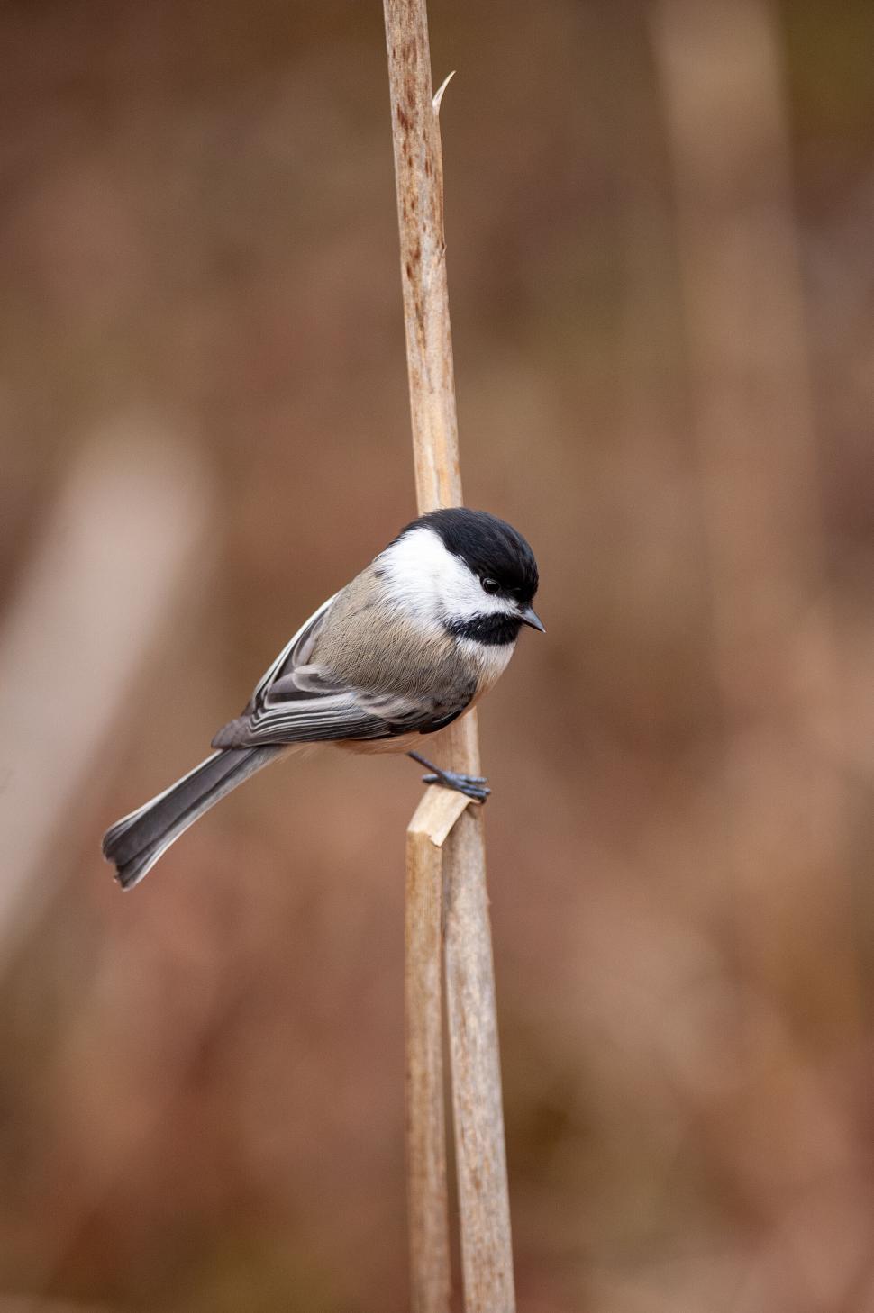 Free Image of Small bird perched on a thin brown branch. 