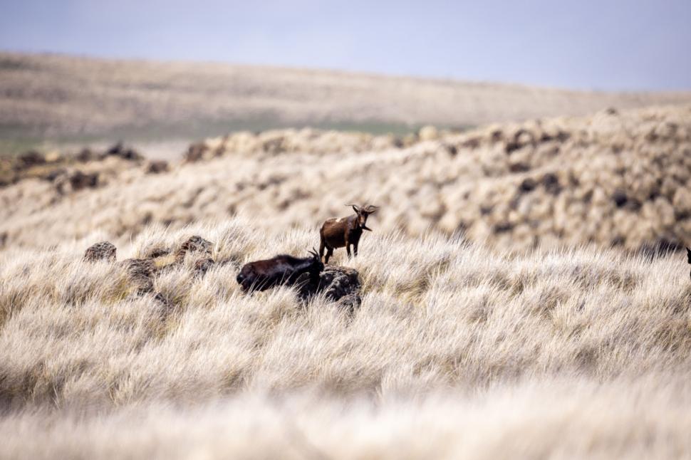 Free Image of Two wild animals grazing in vast open grassland. 