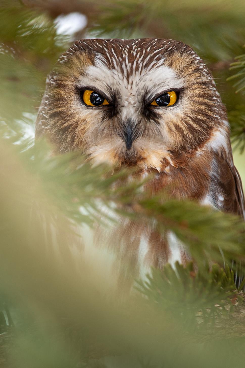 Free Image of Owl partly obscured behind a foreground branch. 
