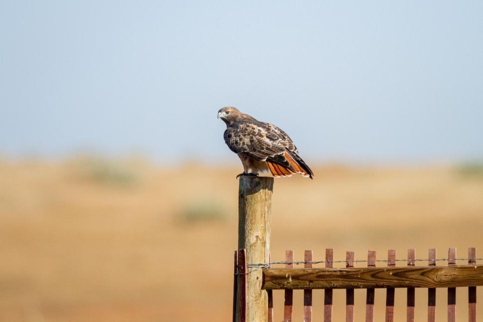 Free Image of Hawk perched on a fence post in open field. 
