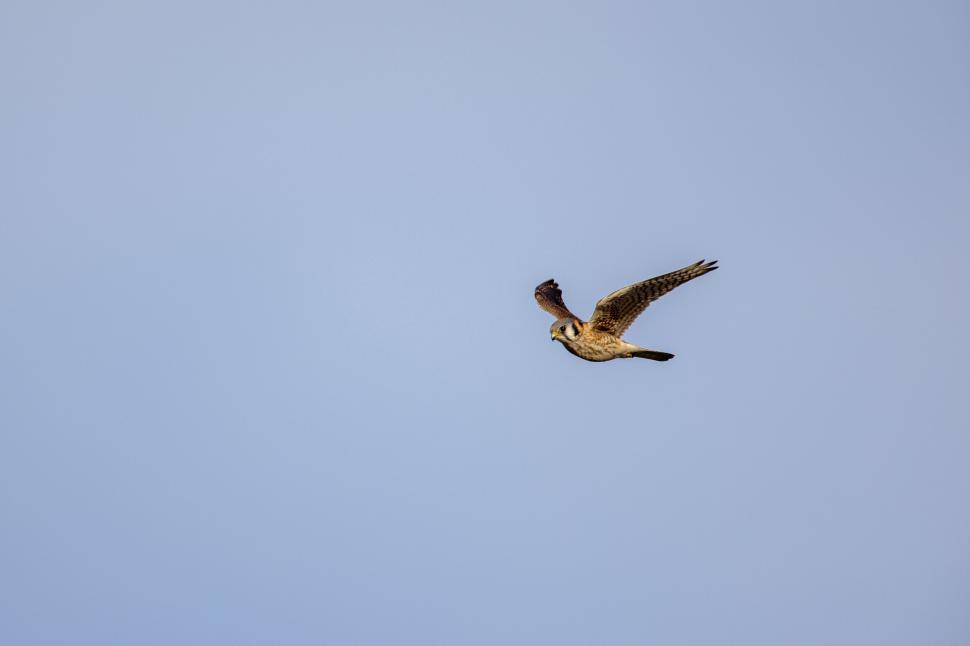 Free Image of Bird in flight against a vast, clear blue sky. 