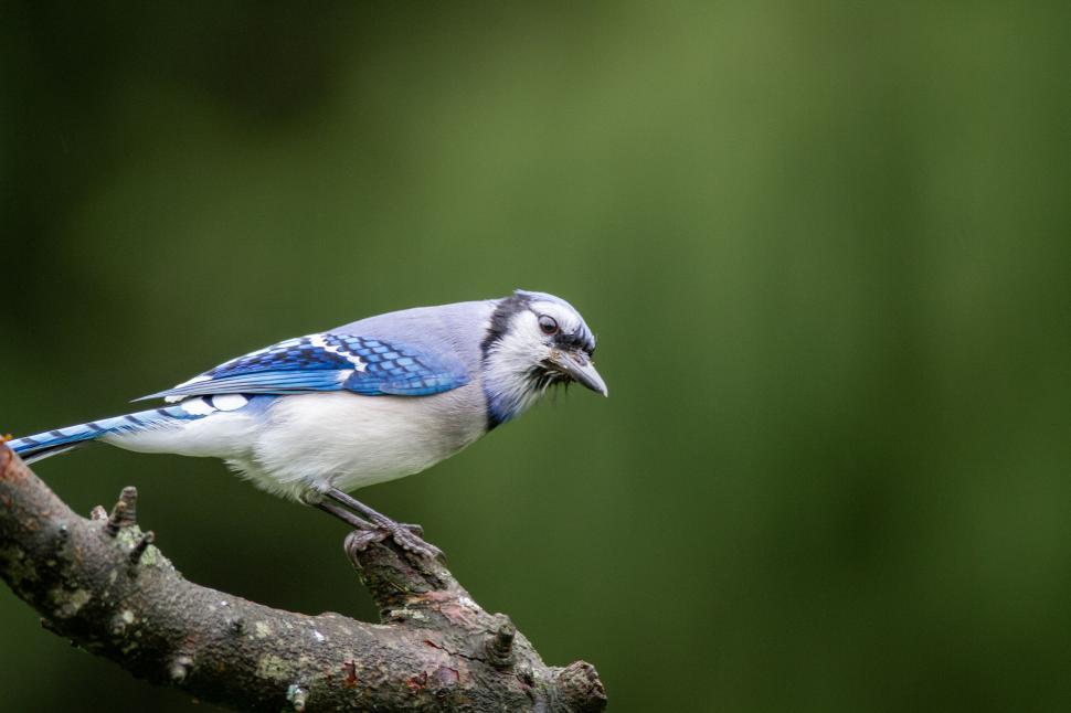 Free Image of Colorful bird perched on a tree branch, posing. 
