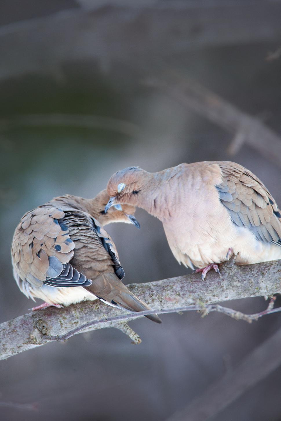 Free Image of Two doves perched on a tree branch interacting closely 
