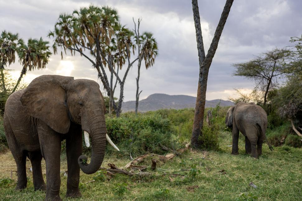 Free Image of Two large elephants grazing among trees in wild setting 