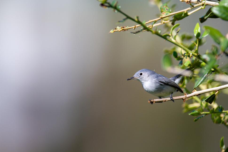 Free Image of Small gray bird resting on branch of tree in daylight 