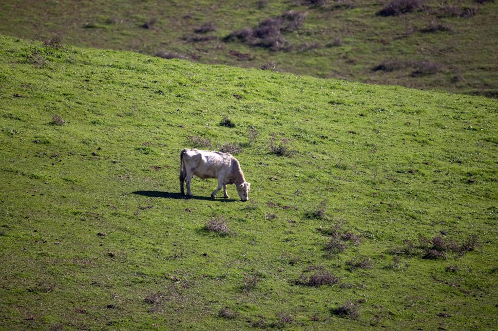 Free Image of Single cow grazing on lush green hillside under clear sky 