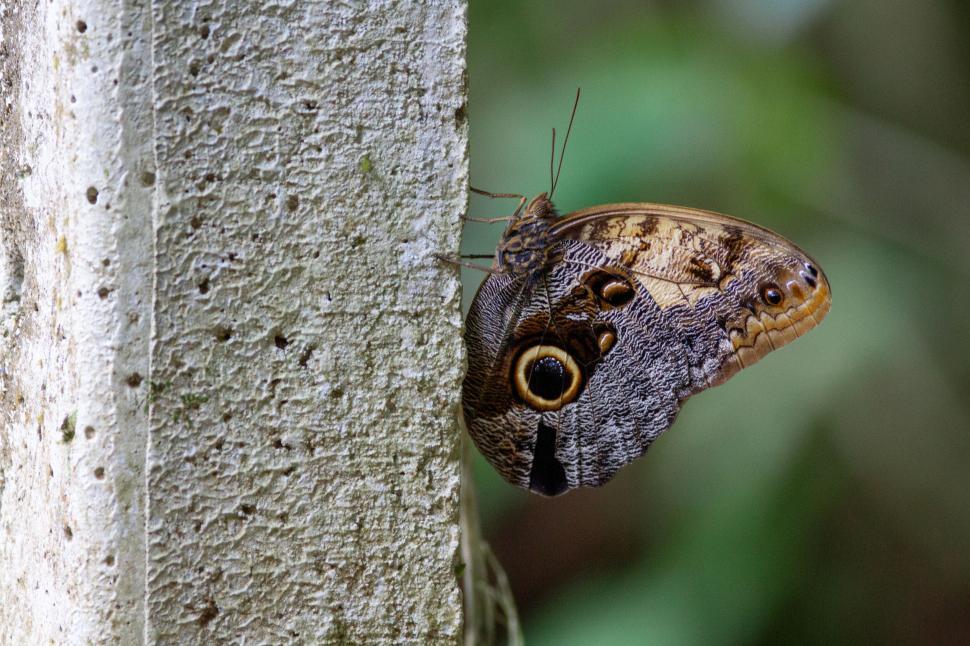 Free Image of Close-up of butterfly with large eye-like spots on wings 