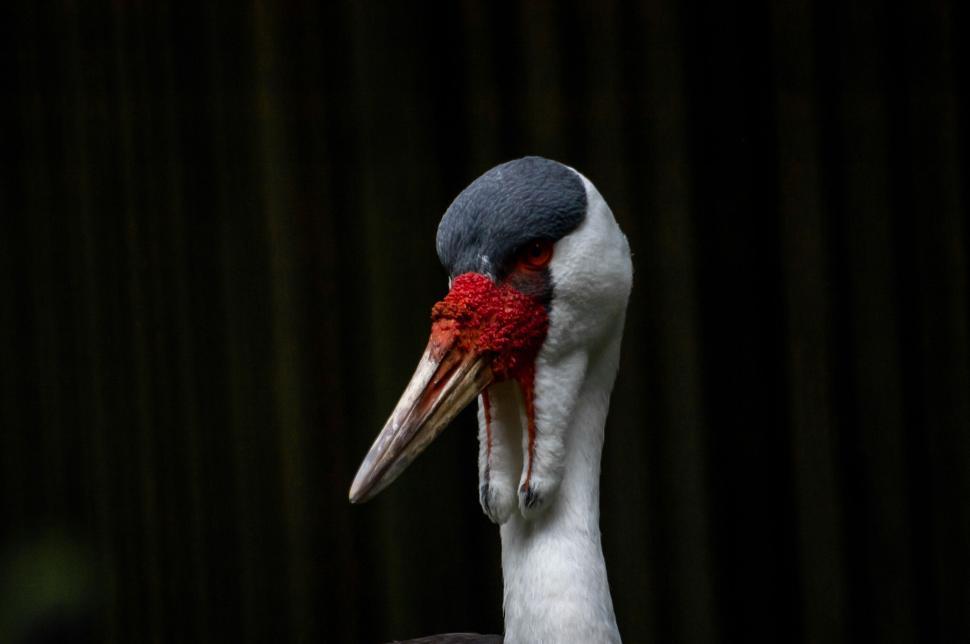 Free Image of Close-up of a bird with red face and dark background 
