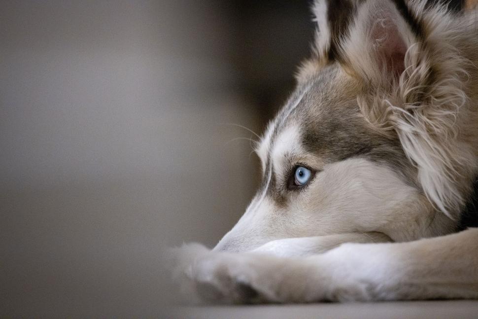 Free Image of Close-up of Husky dog with blue eyes lying down 