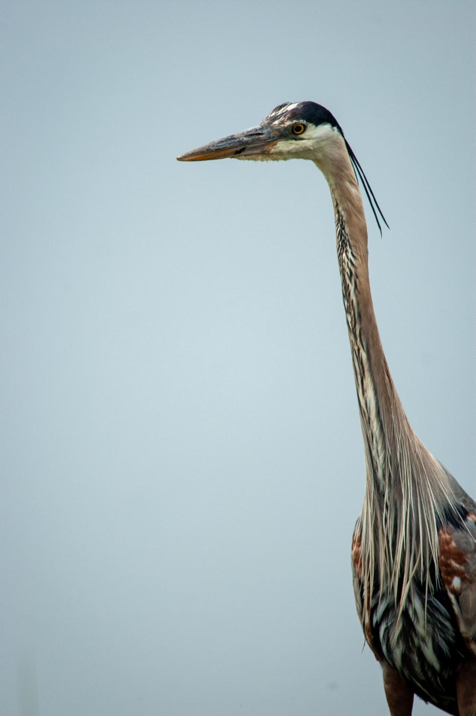 Free Image of Profile of a tall heron against a clear blue sky 