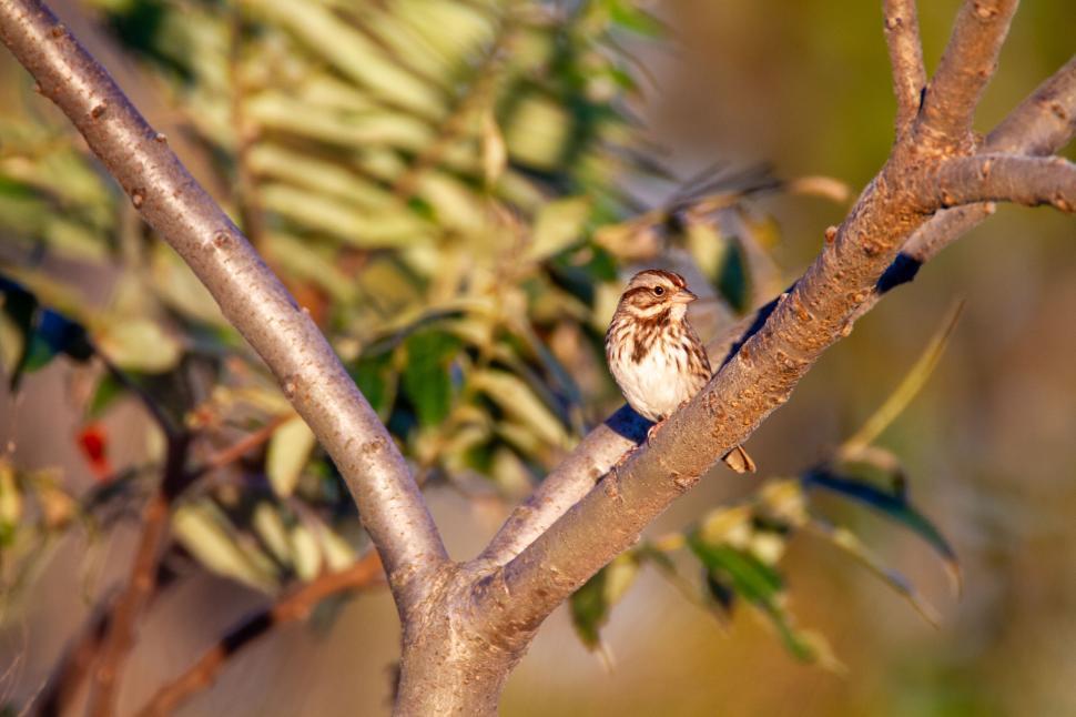Free Image of Small bird perched on tree branch among foliage 