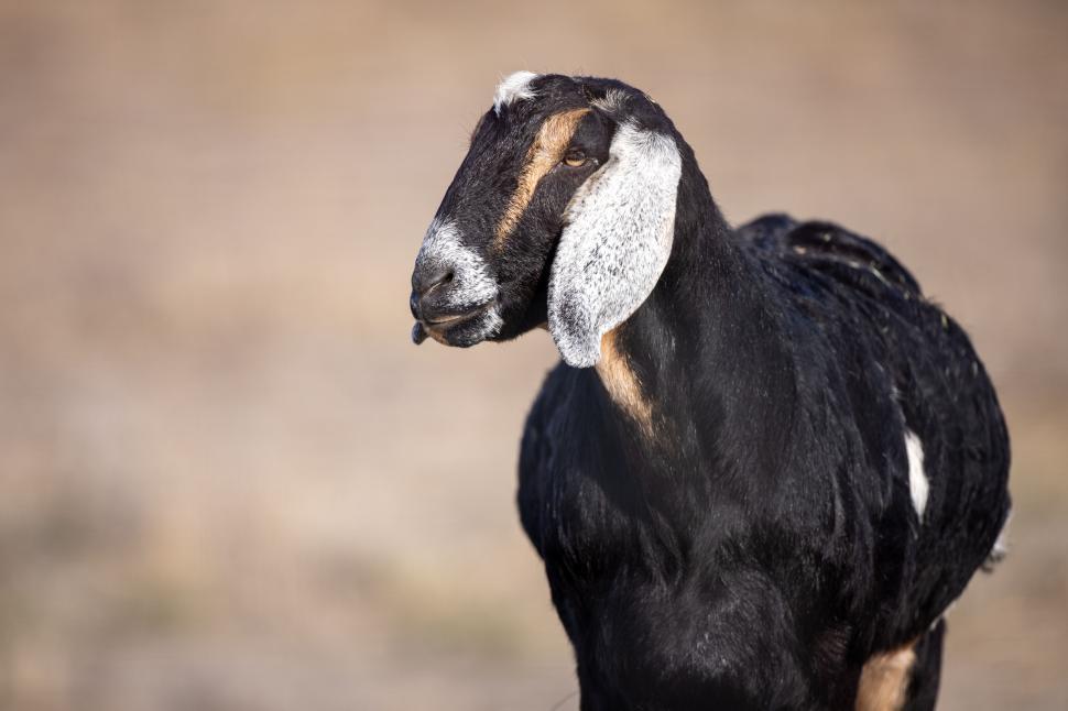 Free Image of Goat with floppy ears standing outdoors in daylight 
