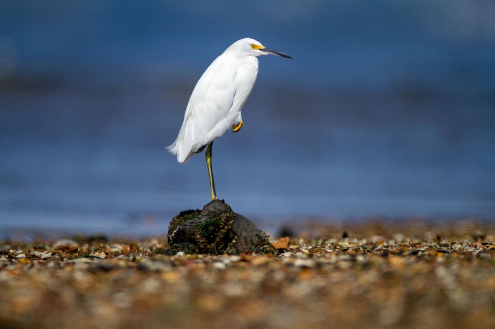 Free Image of White bird standing on a rock near water s edge 