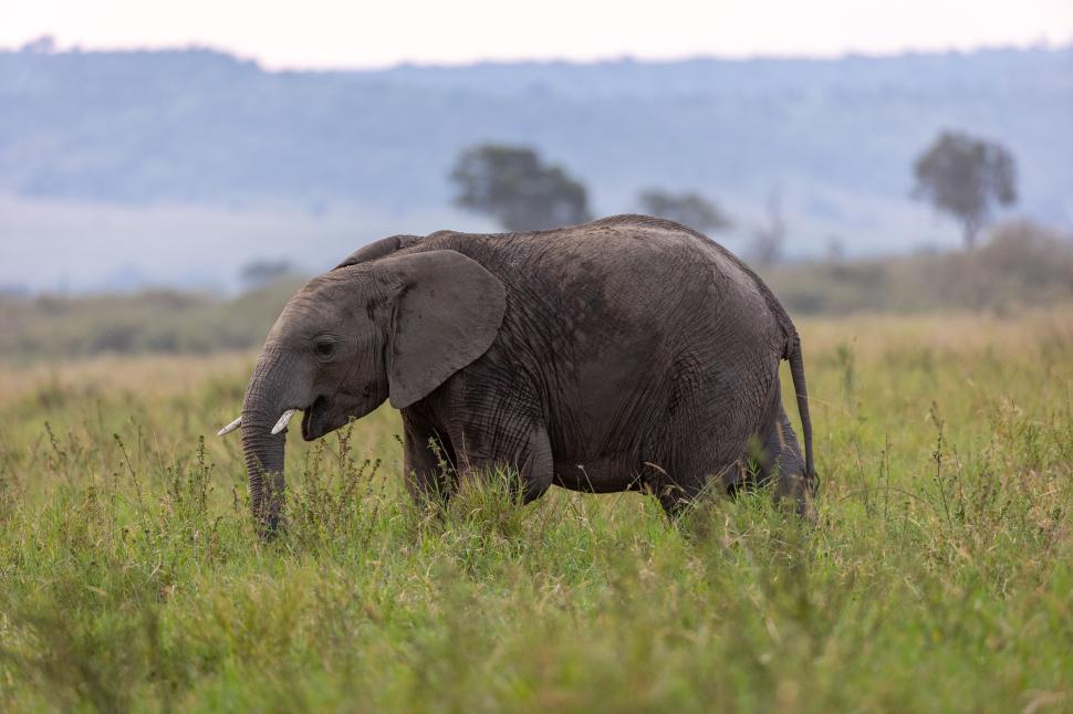 Free Image of Elephant walking through grassy plains in wild 