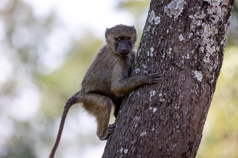 Free Image of Baboon climbing a tree trunk in natural habitat 
