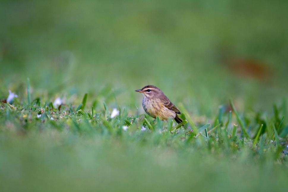Free Image of Small bird stands in grass with tiny white flowers 