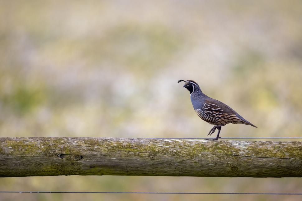 Free Image of Quail perched on wooden fence in natural scenery 