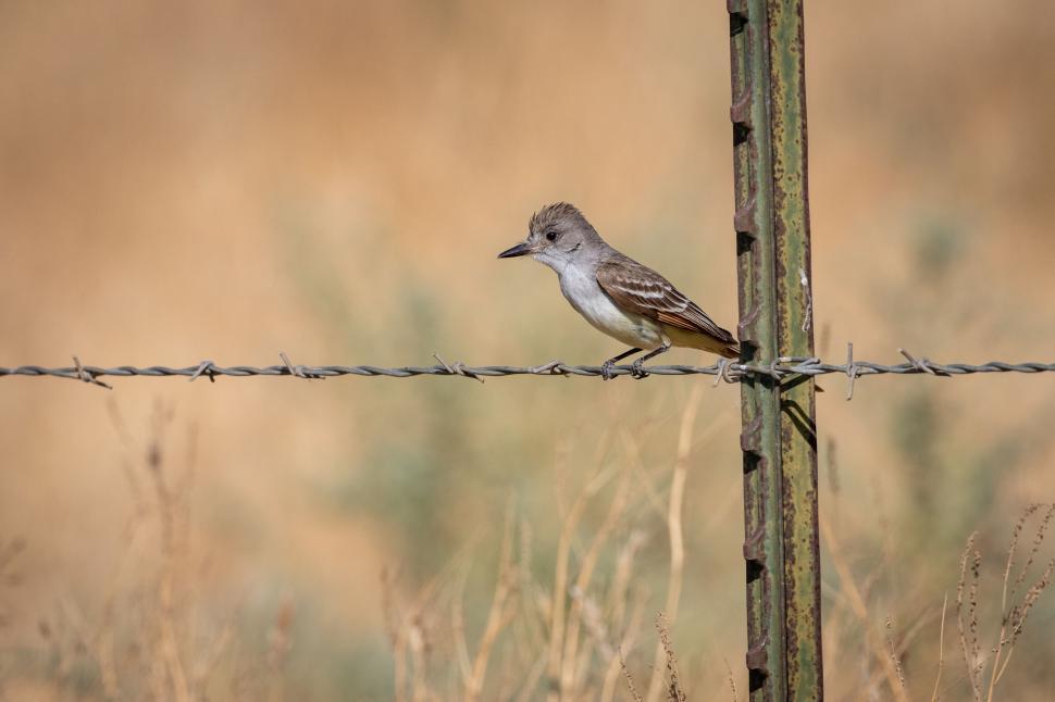 Free Image of Bird perched on barbed wire fence in dry landscape 