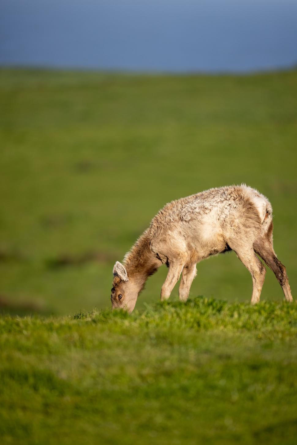 Free Image of A lone animal grazing on a lush green meadow hillside. 