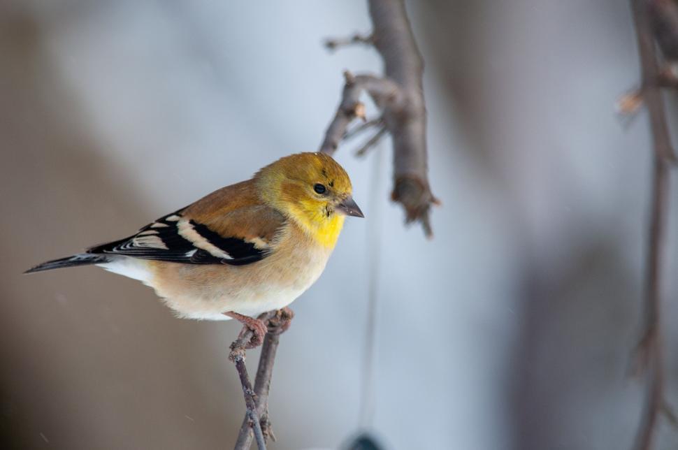 Free Image of A small bird perched on a thin tree branch in winter. 