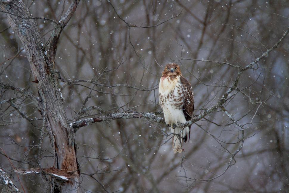 Free Image of Bird of prey sitting on a snow-covered tree branch. 