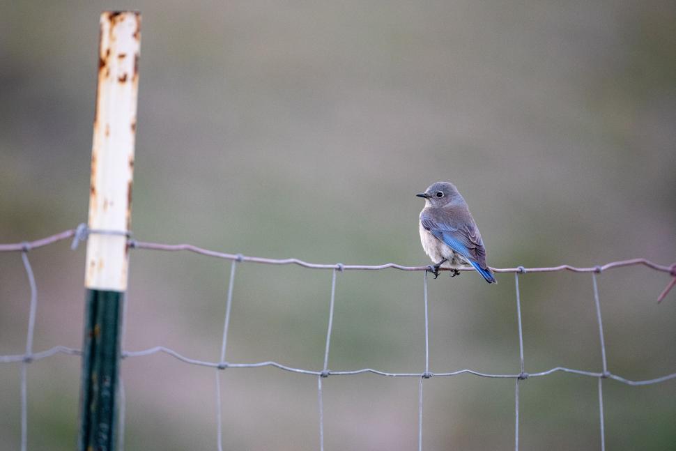Free Image of A small bird sitting on wire fencing in open field. 