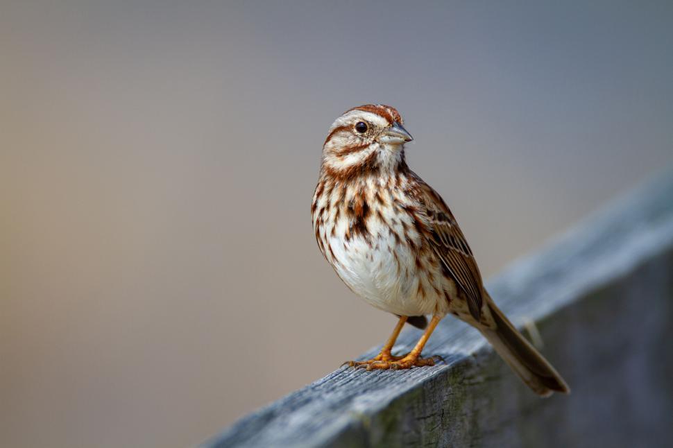 Free Image of A songbird perched gracefully on a wooden fence. 