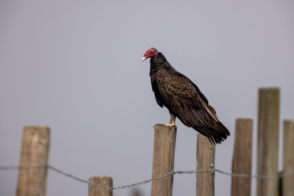 Free Image of Vulture perched on wooden post in open field. 