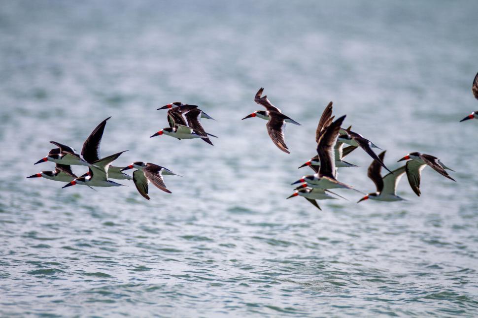 Free Image of Flock of seabirds flying over calm ocean waters. 