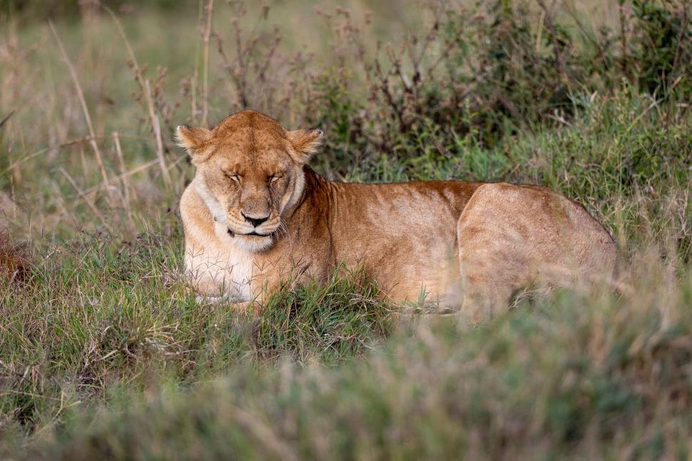 Free Image of Sleeping lioness resting peacefully in the grass. 