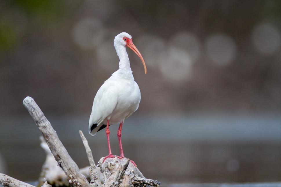 Free Image of White ibis standing on branch near calm water. 