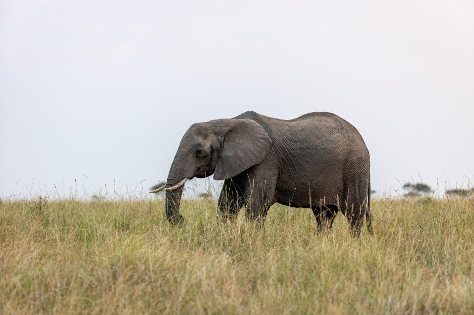 Free Image of Single elephant grazing in open grassy field. 