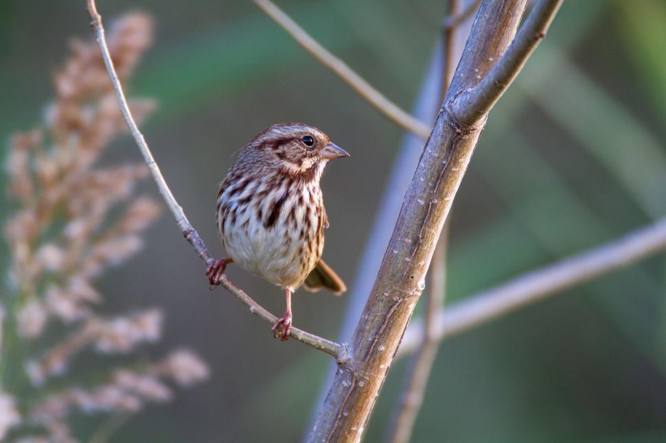 Free Image of Small bird perched on a branch in natural habitat. 