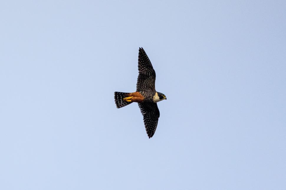 Free Image of Bird in flight captured against clear blue sky background. 