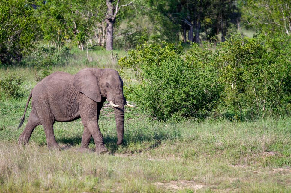 Free Image of African elephant walking in lush green wilderness area. 