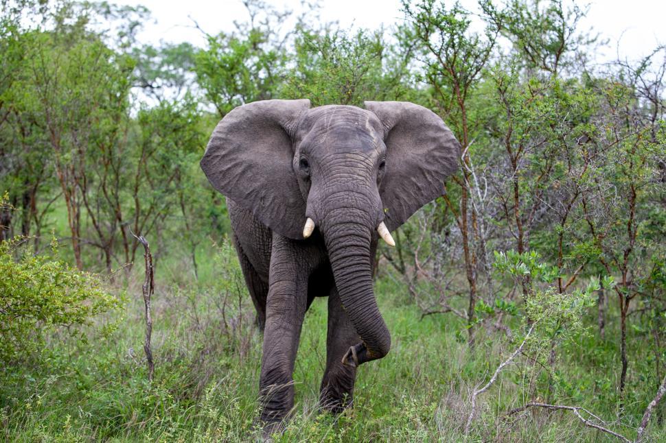 Free Image of Elephant facing camera amidst green wilderness setting. 