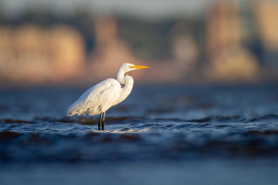 Free Image of White egret wading in water against blurred urban backdrop. 